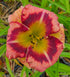 Hemerocallis 'Big City Eye' - New Forest Hostas & Hemerocallis