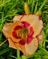 Hemerocallis 'Desert Bandit' - New Forest Hostas & Hemerocallis