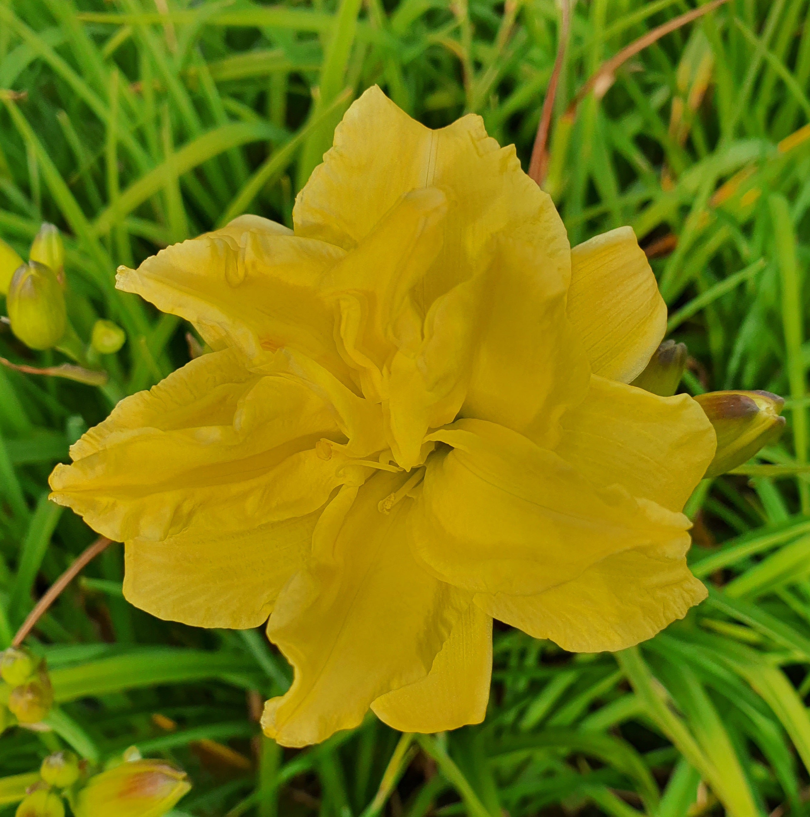 Hemerocallis 'Double River Wye' - New Forest Hostas & Hemerocallis