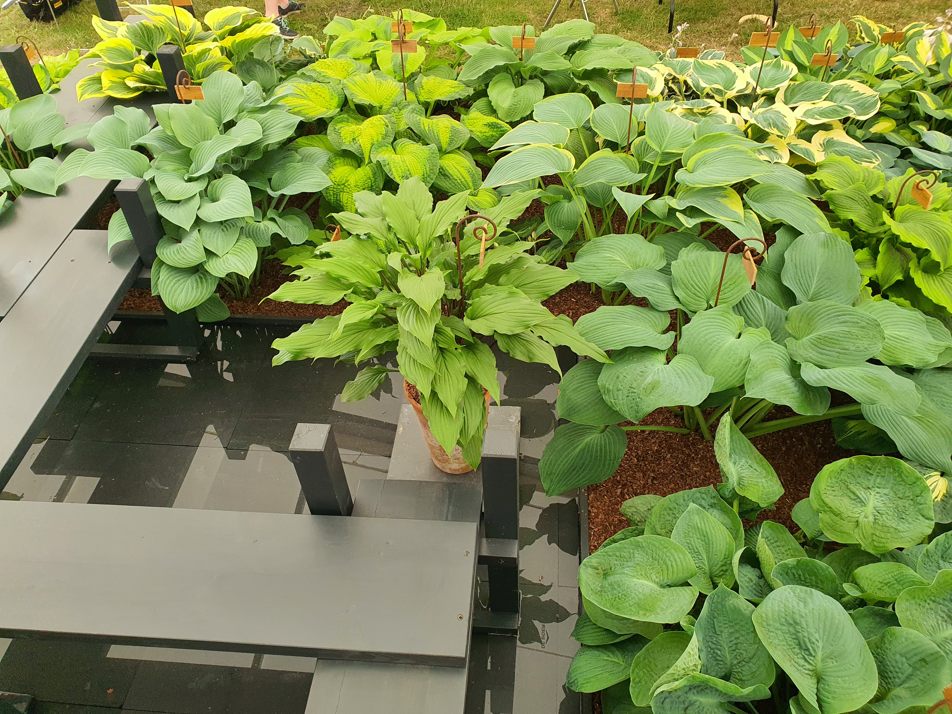 Hosta 'China Girl' - New Forest Hostas & Hemerocallis