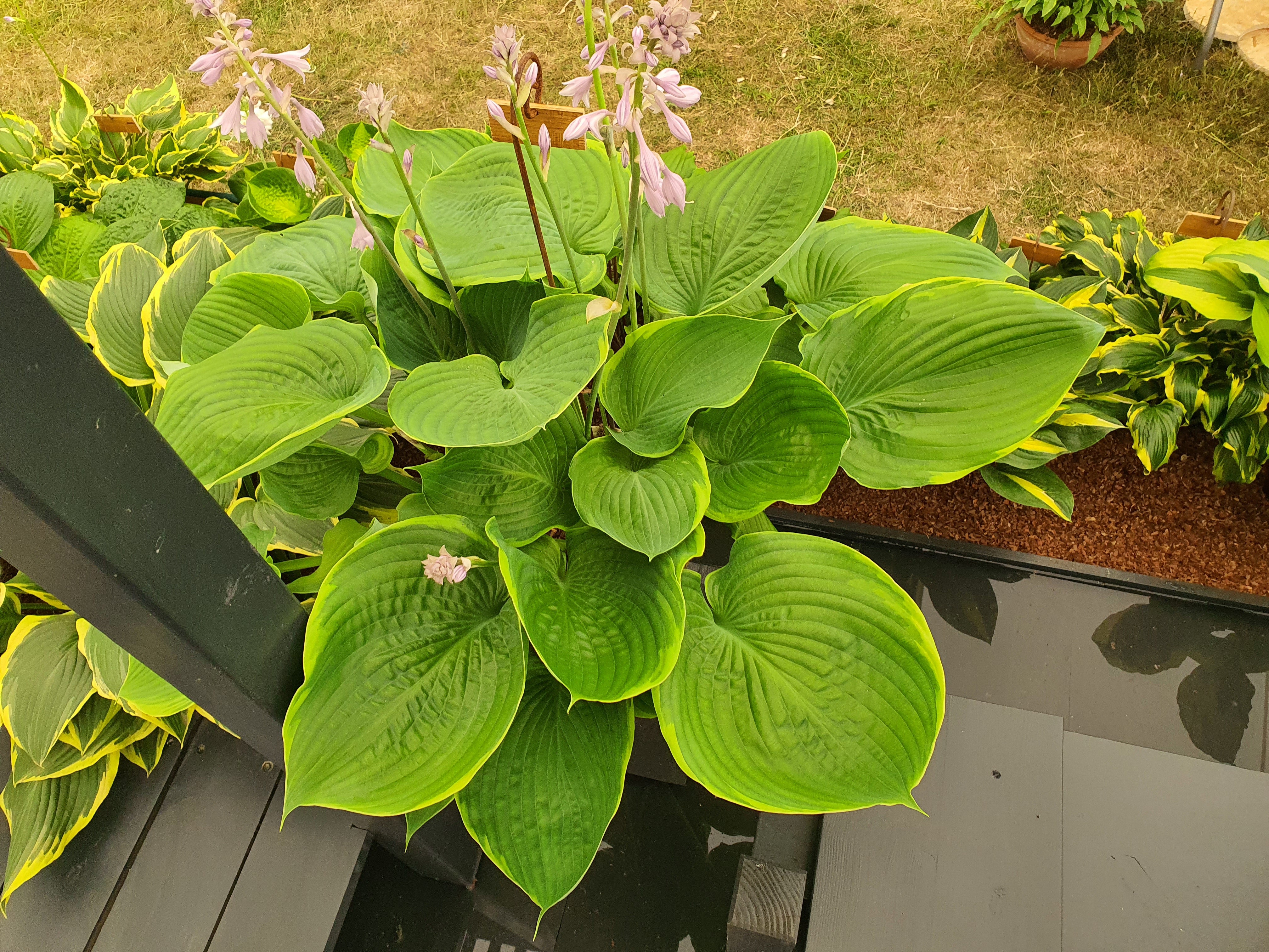 Hosta 'Sum of All' - New Forest Hostas & Hemerocallis