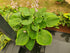 Hosta 'Sum of All' - New Forest Hostas & Hemerocallis