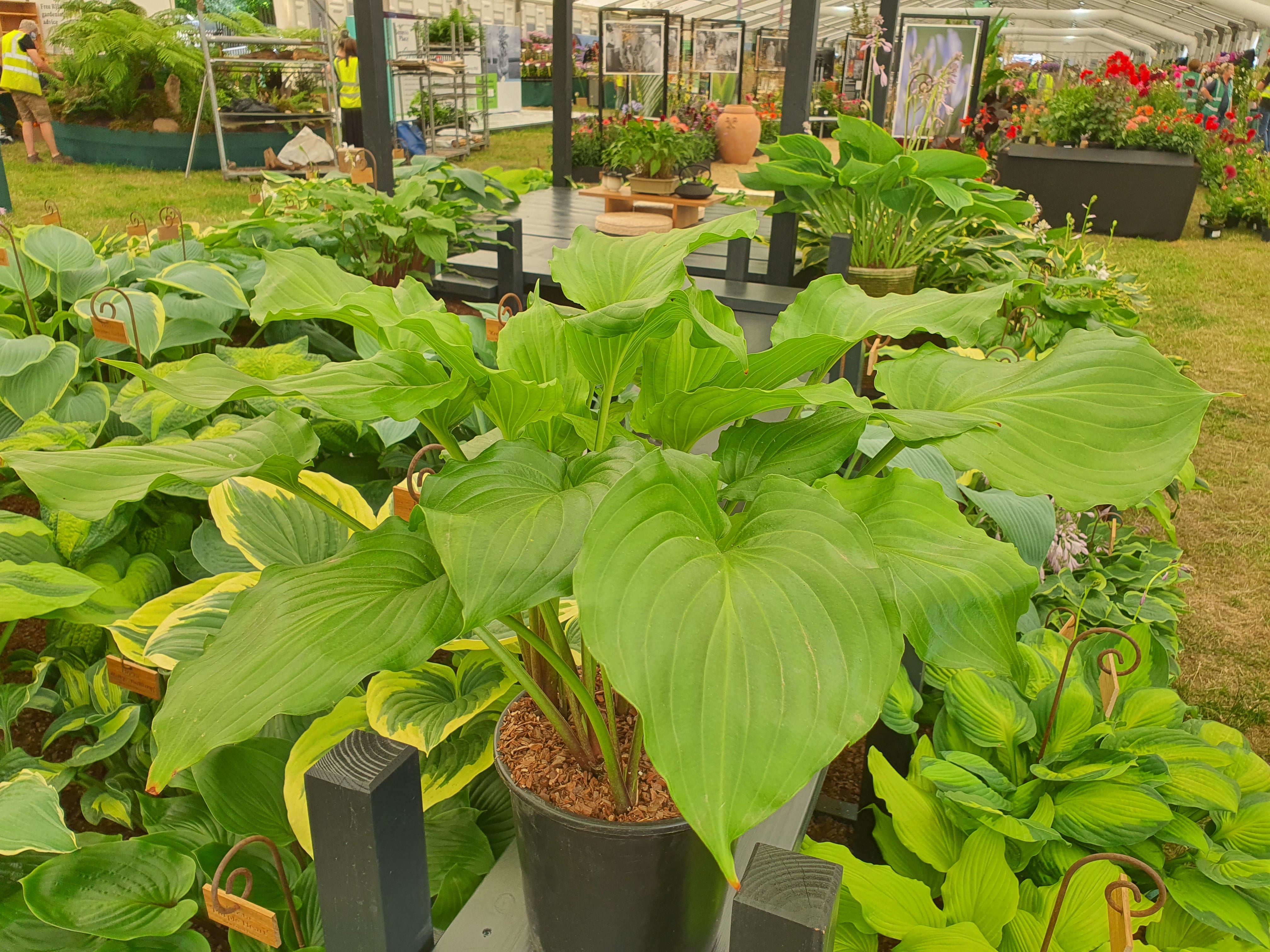 Hosta 'Irish Luck' - New Forest Hostas & Hemerocallis