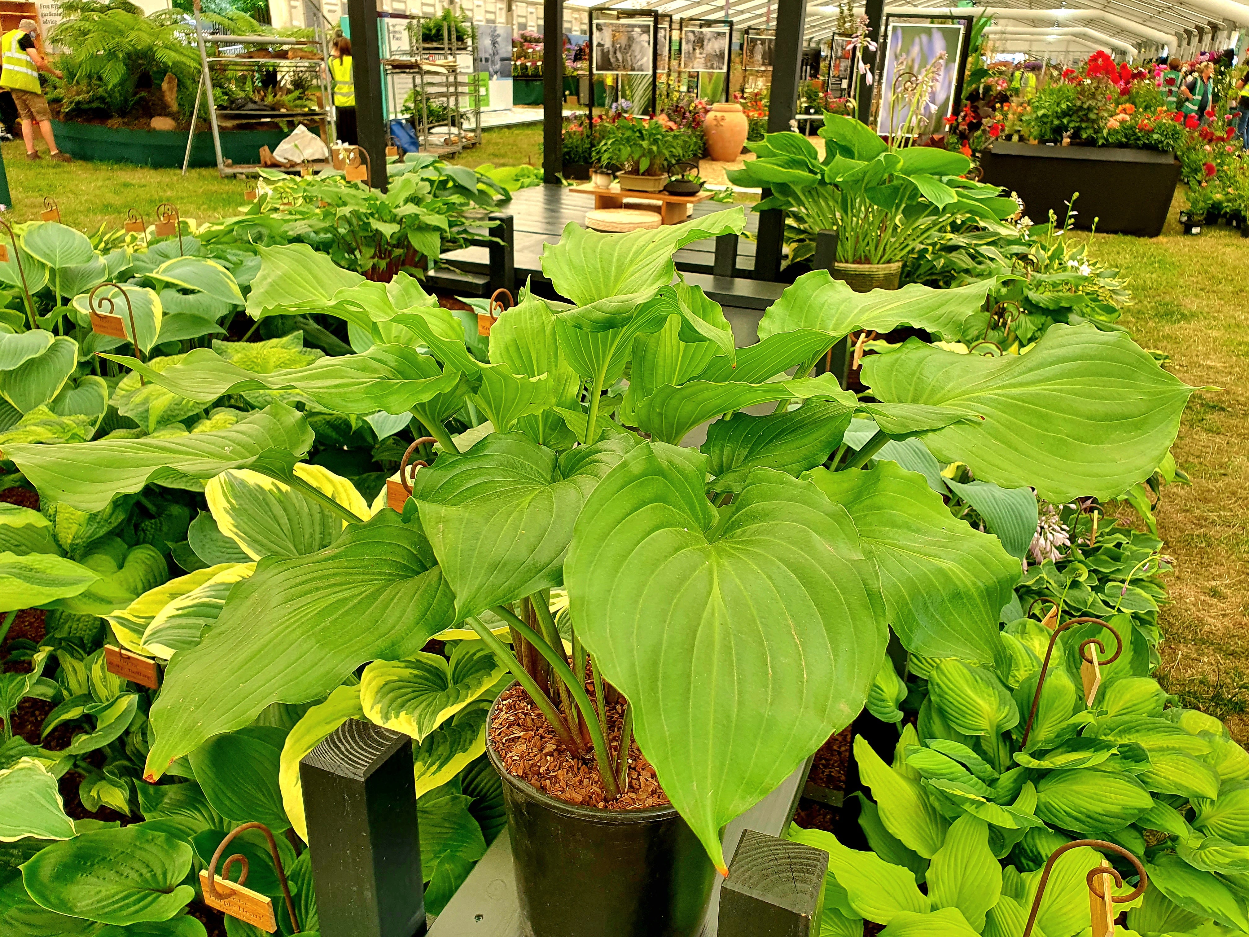Hosta 'Irish Luck' - New Forest Hostas & Hemerocallis