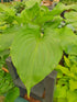 Hosta 'Irish Luck' - New Forest Hostas & Hemerocallis