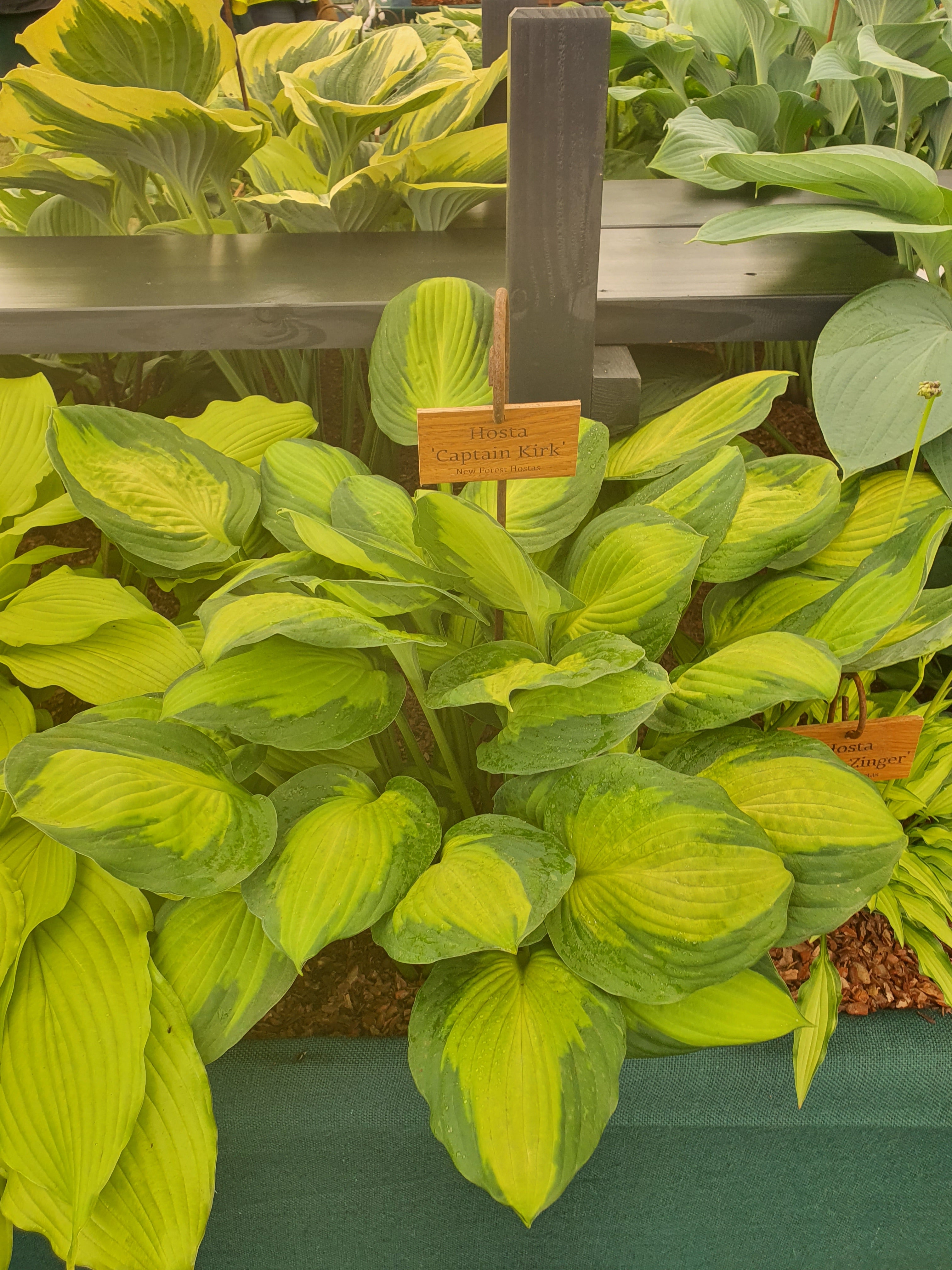 Hosta 'Captain Kirk' - New Forest Hostas & Hemerocallis