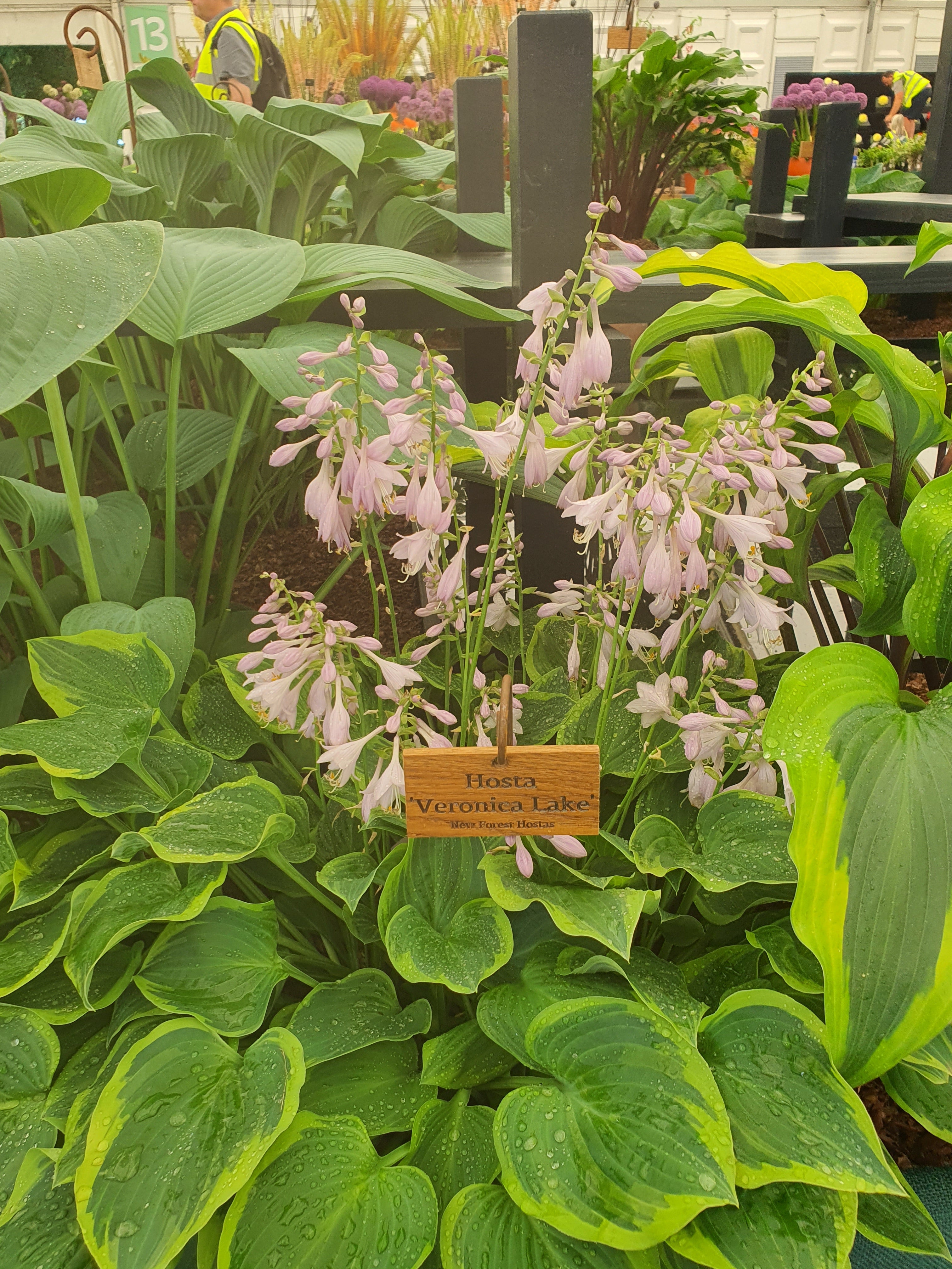 Hosta 'Veronica Lake' - New Forest Hostas & Hemerocallis