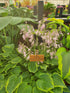 Hosta 'Veronica Lake' - New Forest Hostas & Hemerocallis