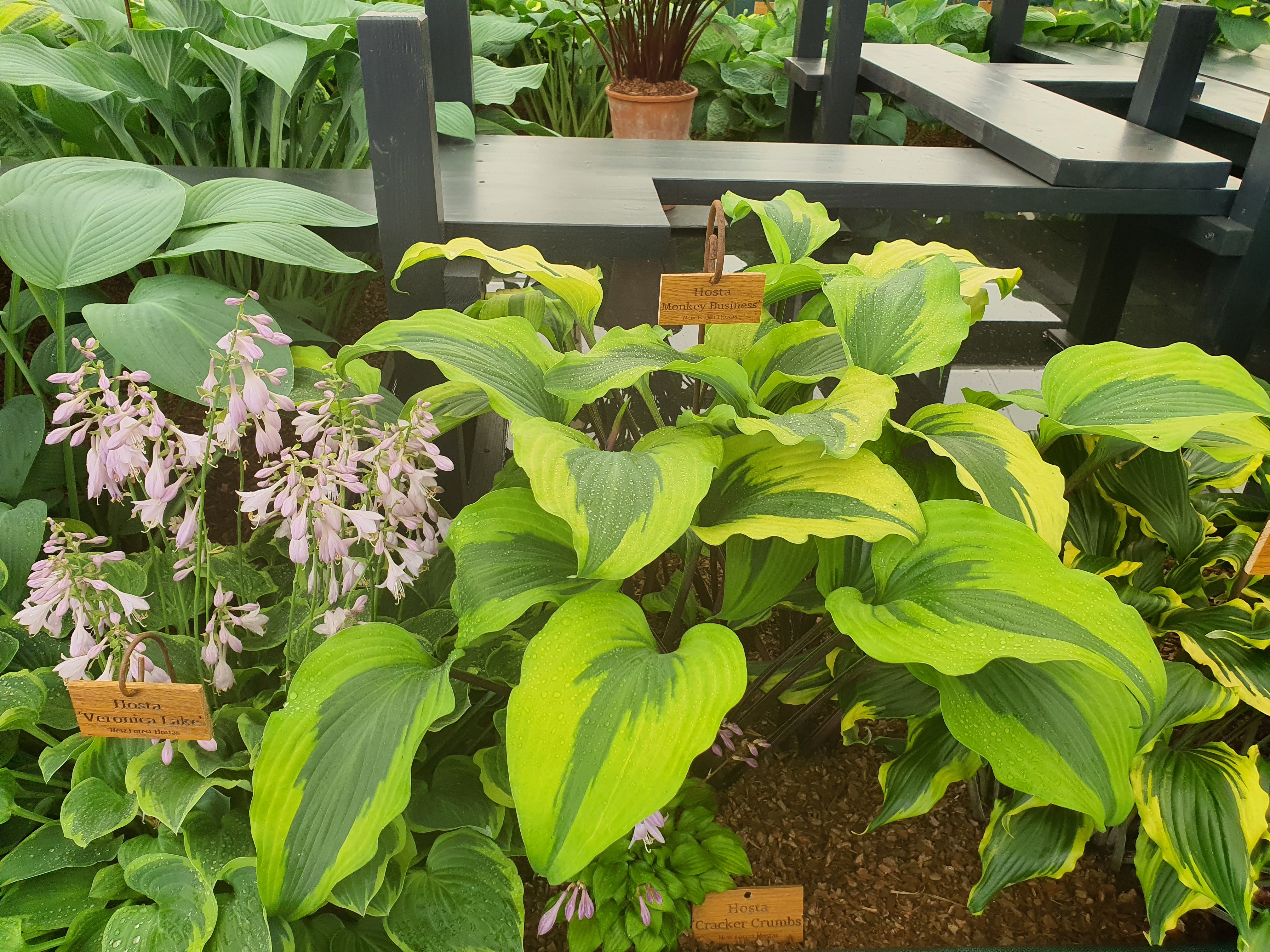 Hosta 'Monkey Business' - New Forest Hostas & Hemerocallis