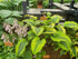 Hosta 'Monkey Business' - New Forest Hostas & Hemerocallis