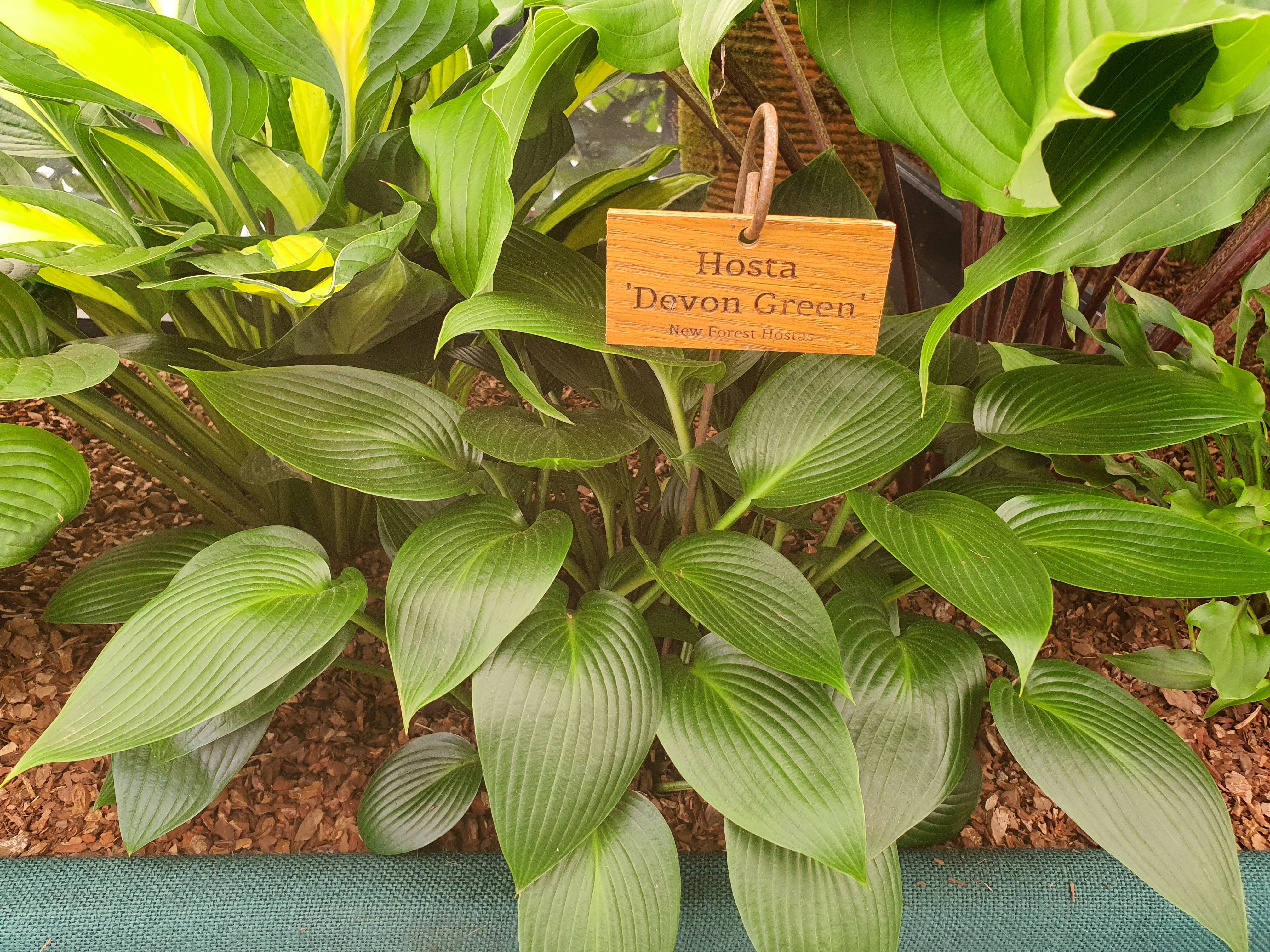 Hosta 'Devon Green' - New Forest Hostas & Hemerocallis