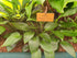 Hosta 'Devon Green' - New Forest Hostas & Hemerocallis