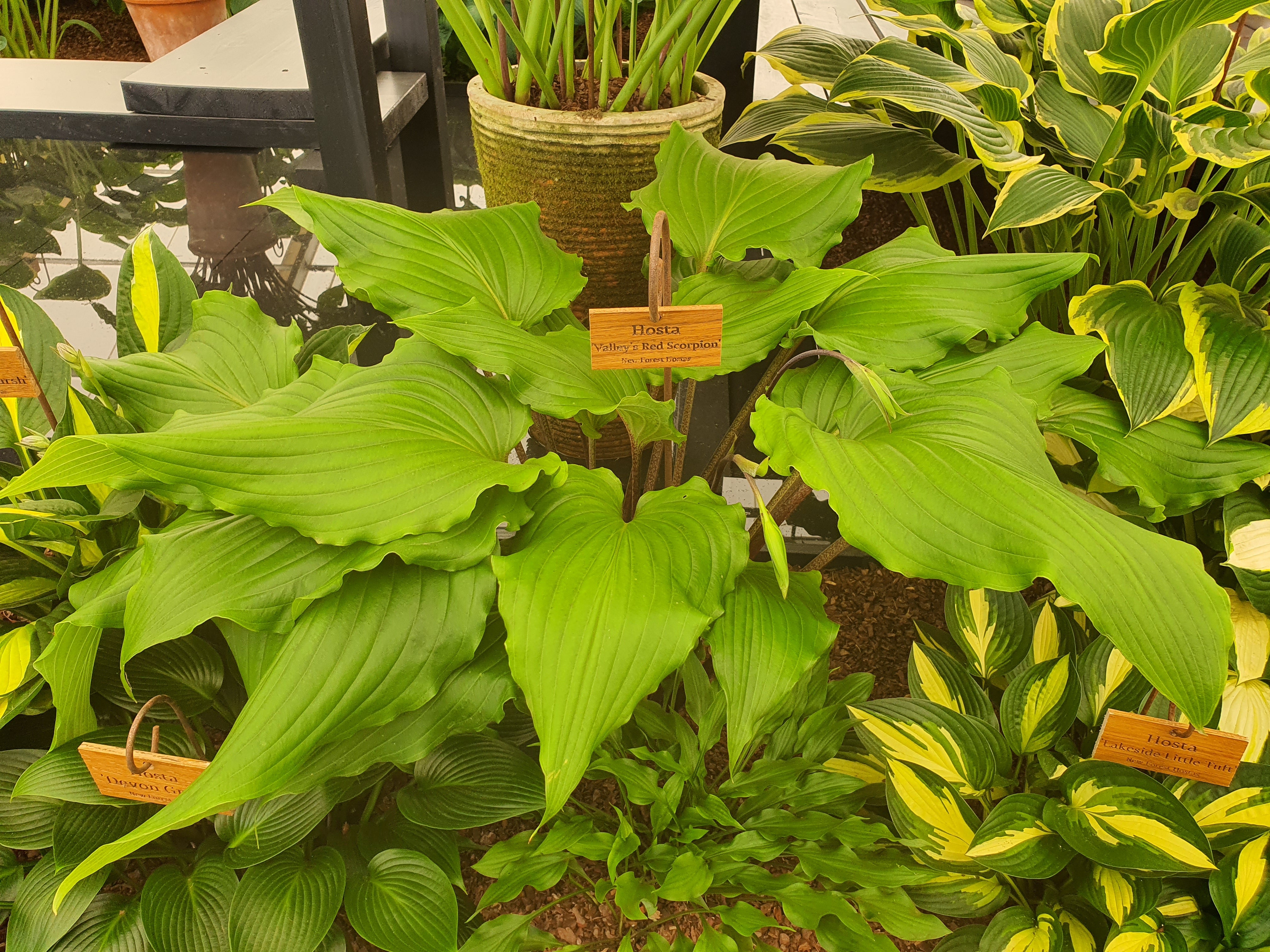 Hosta 'Valley's Red Scorpion' - New Forest Hostas & Hemerocallis