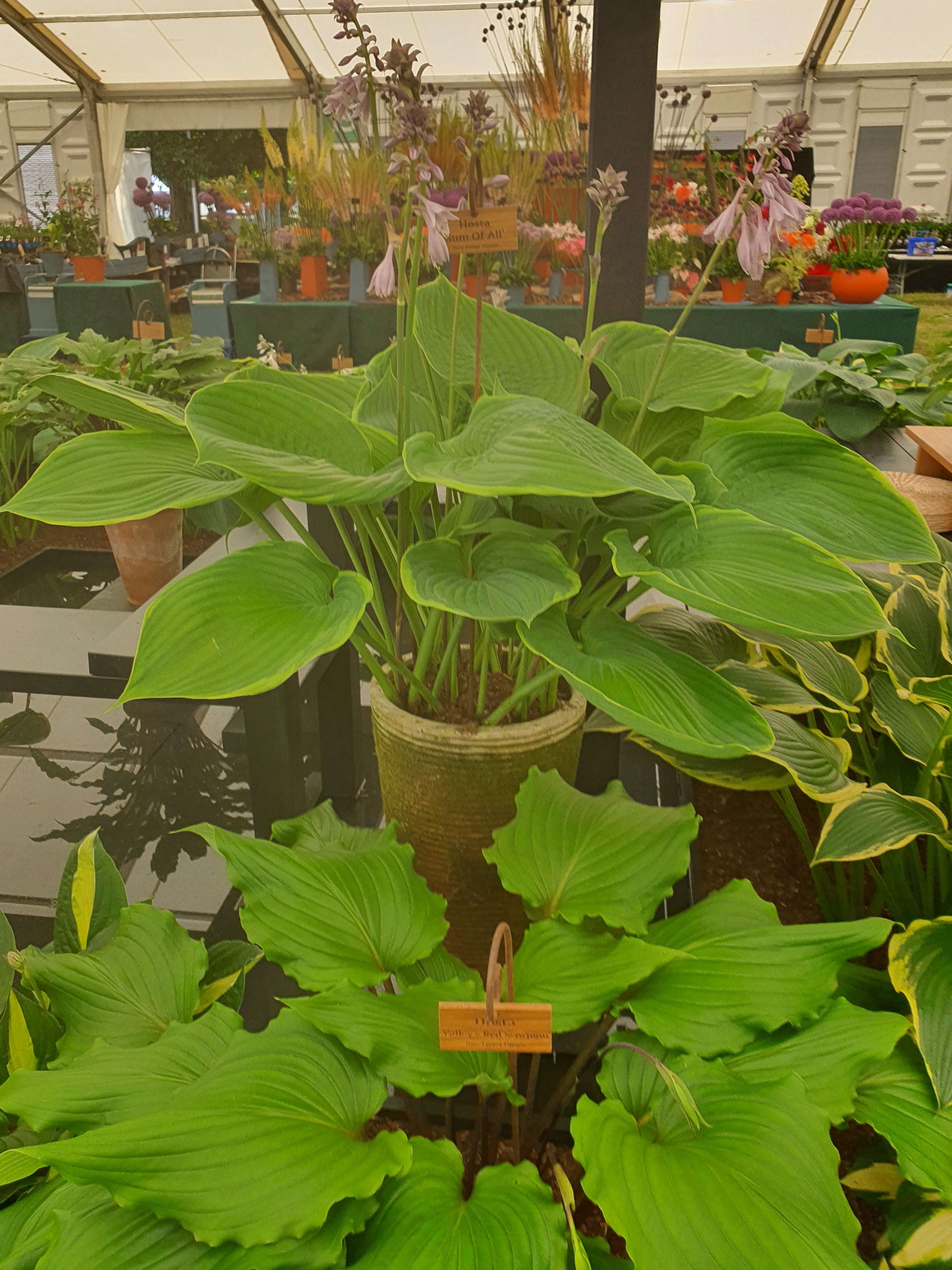 Hosta 'Sum of All' - New Forest Hostas & Hemerocallis