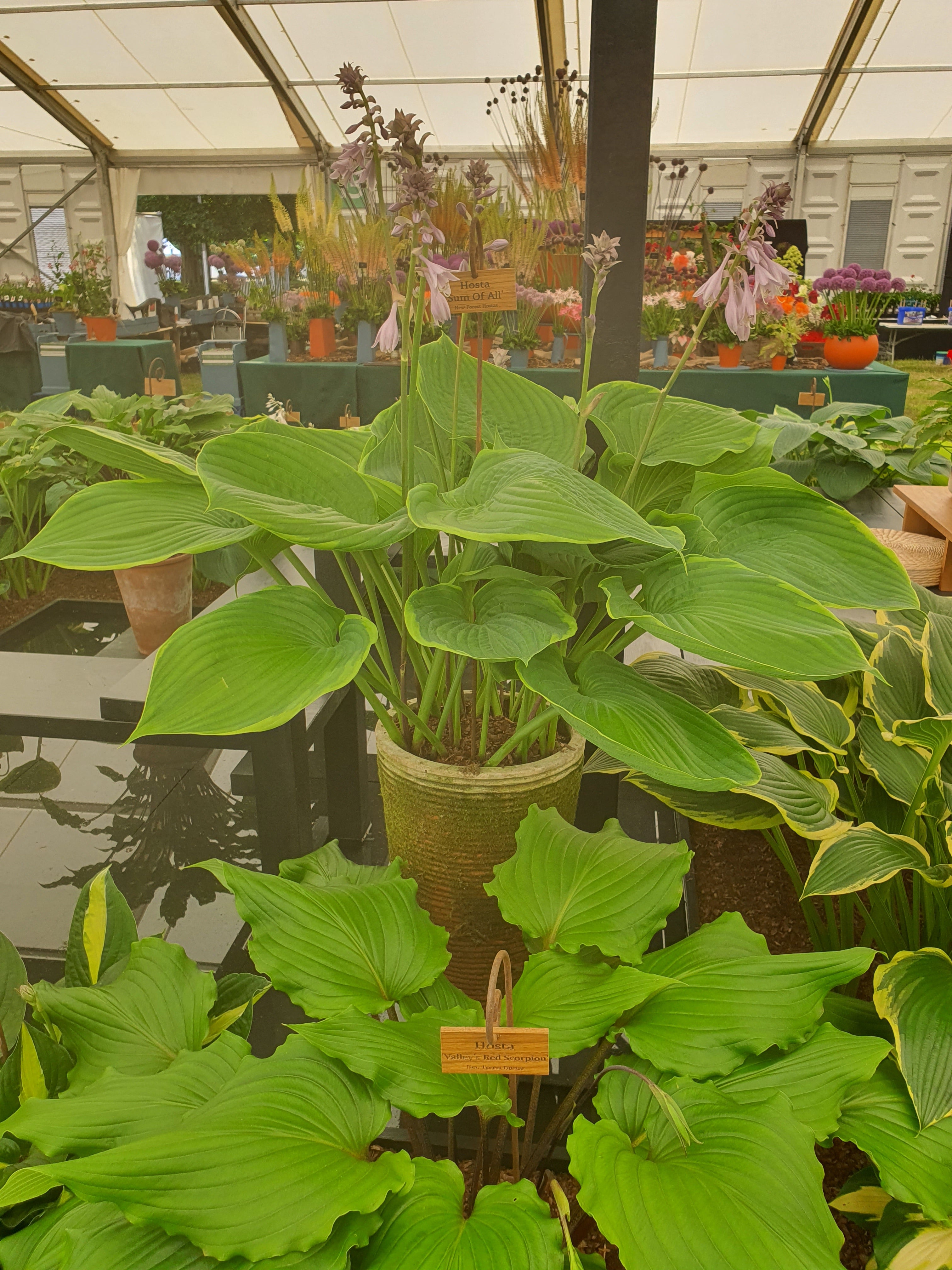 Hosta 'Sum of All' - New Forest Hostas & Hemerocallis