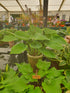 Hosta 'Sum of All' - New Forest Hostas & Hemerocallis