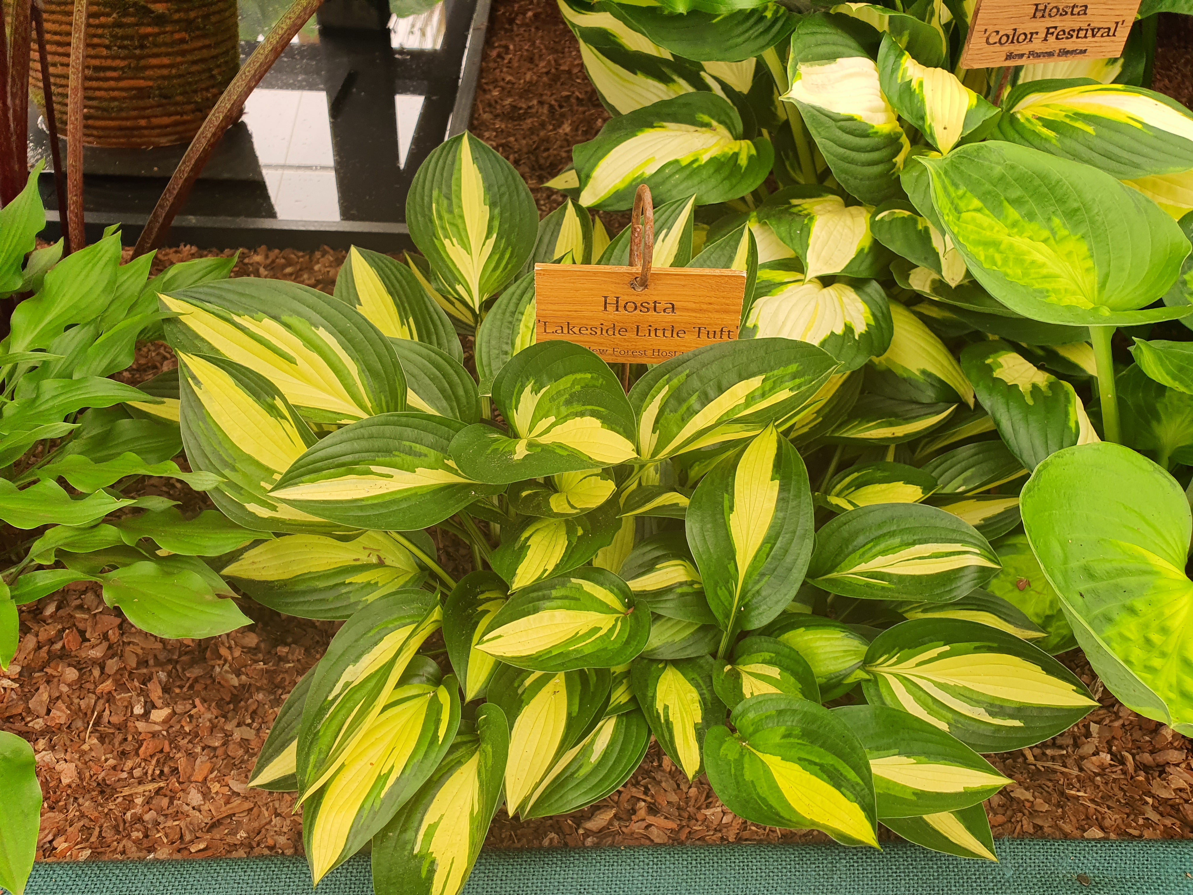 Hosta 'Lakeside Little Tuft' - New Forest Hostas & Hemerocallis