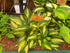 Hosta 'Lakeside Little Tuft' - New Forest Hostas & Hemerocallis