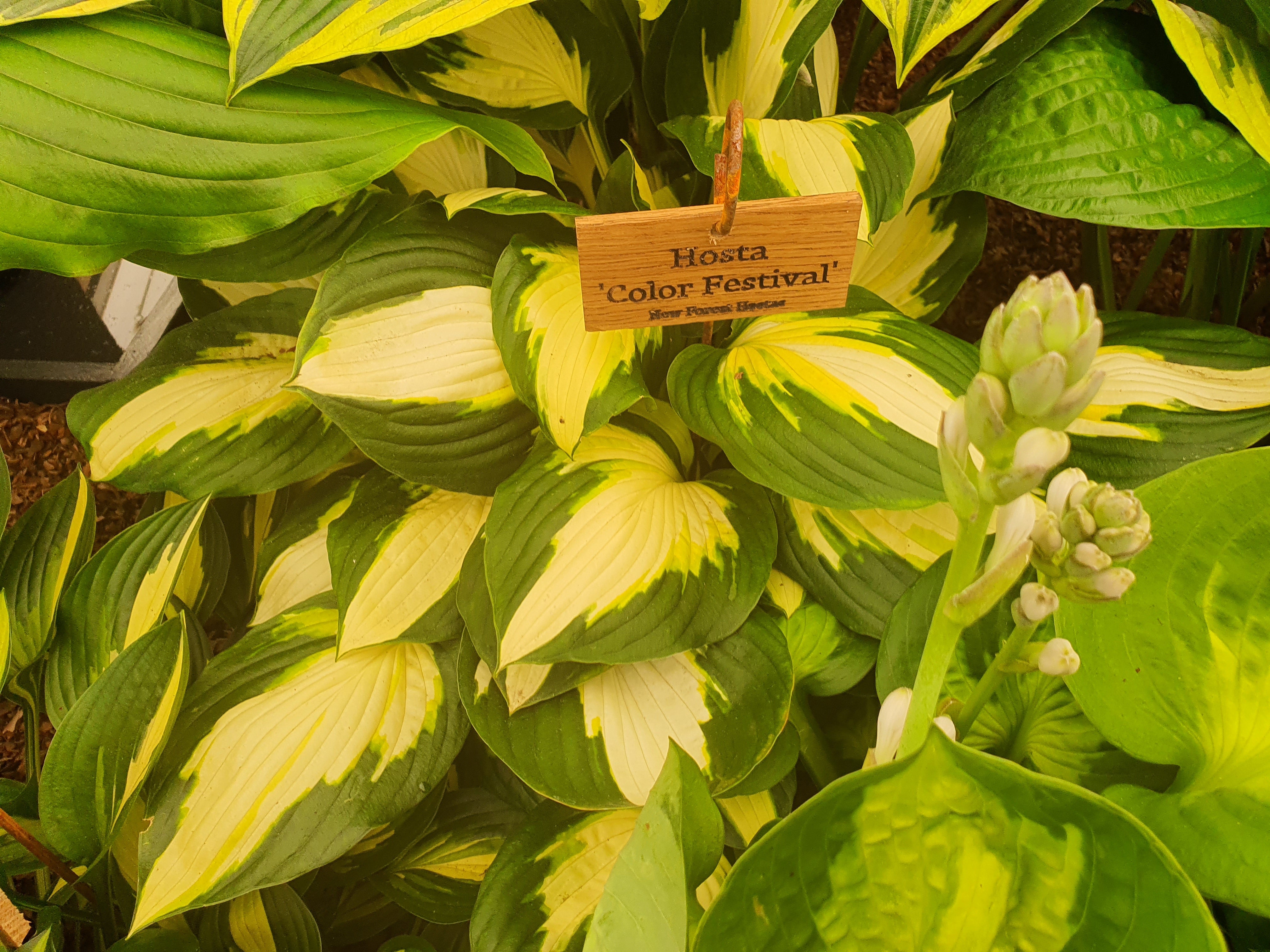 Hosta 'Color Festival' - New Forest Hostas & Hemerocallis