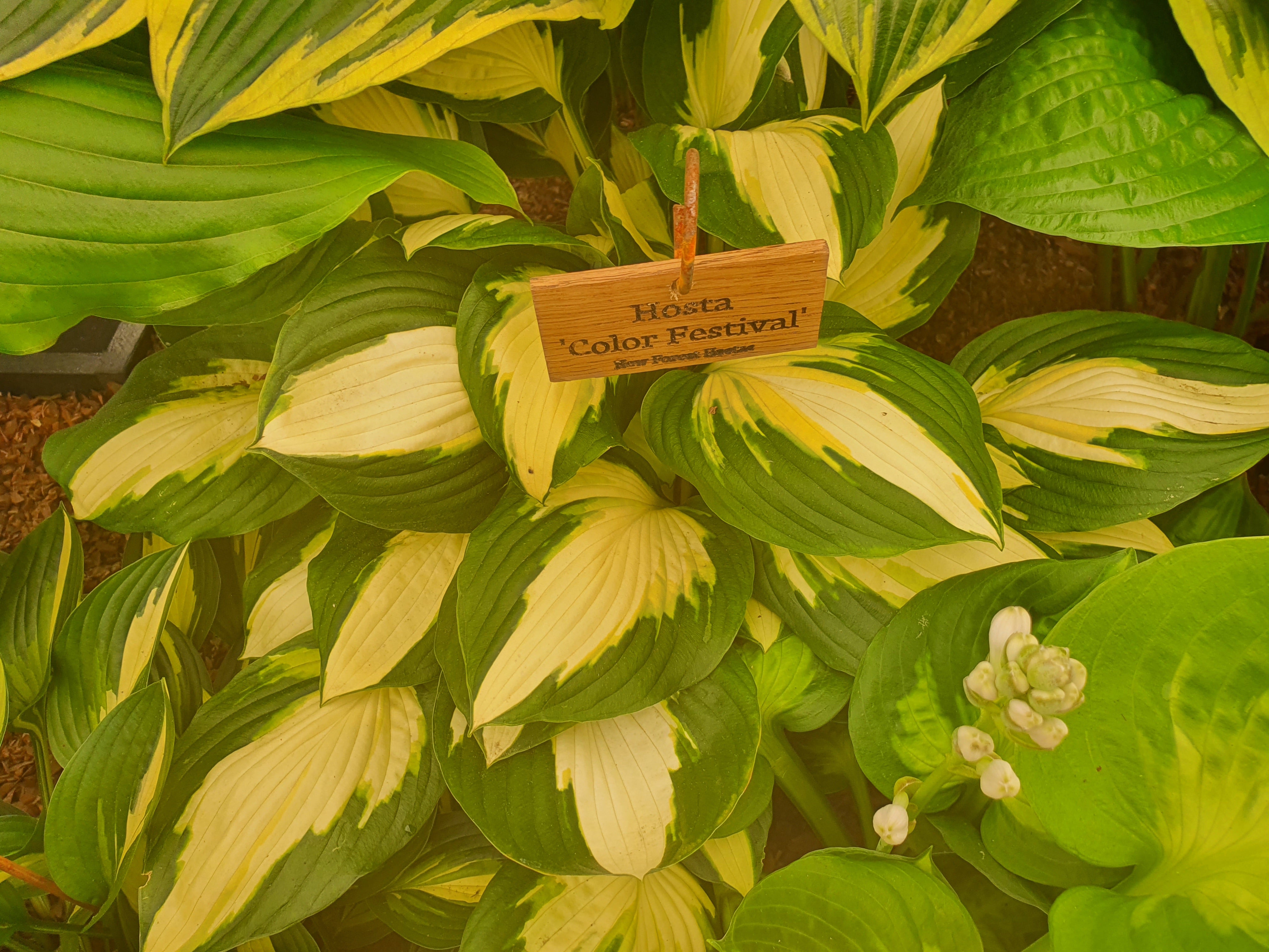 Hosta 'Color Festival' - New Forest Hostas & Hemerocallis