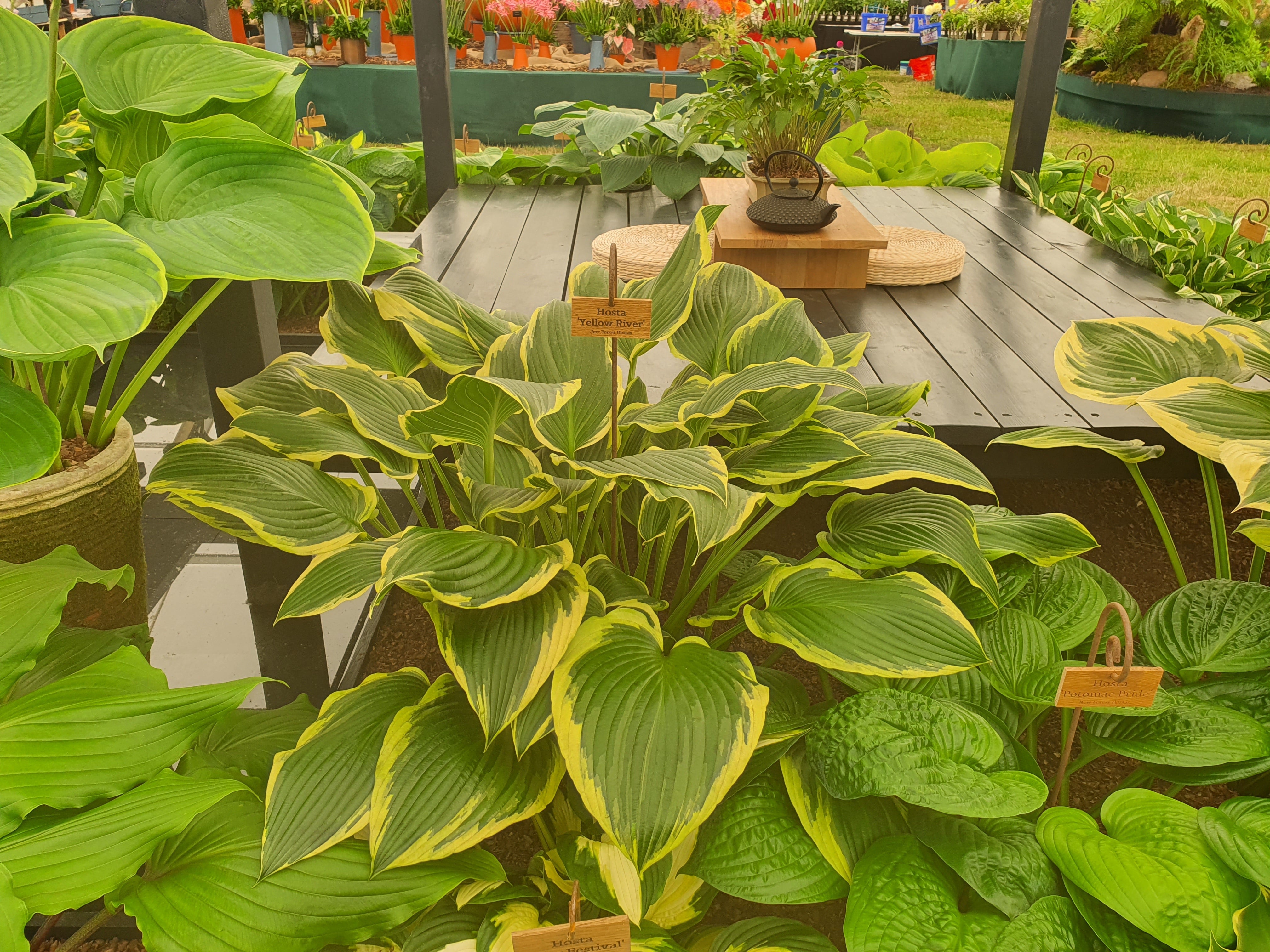 Copy of Hosta 'Yellow River' - New Forest Hostas & Hemerocallis
