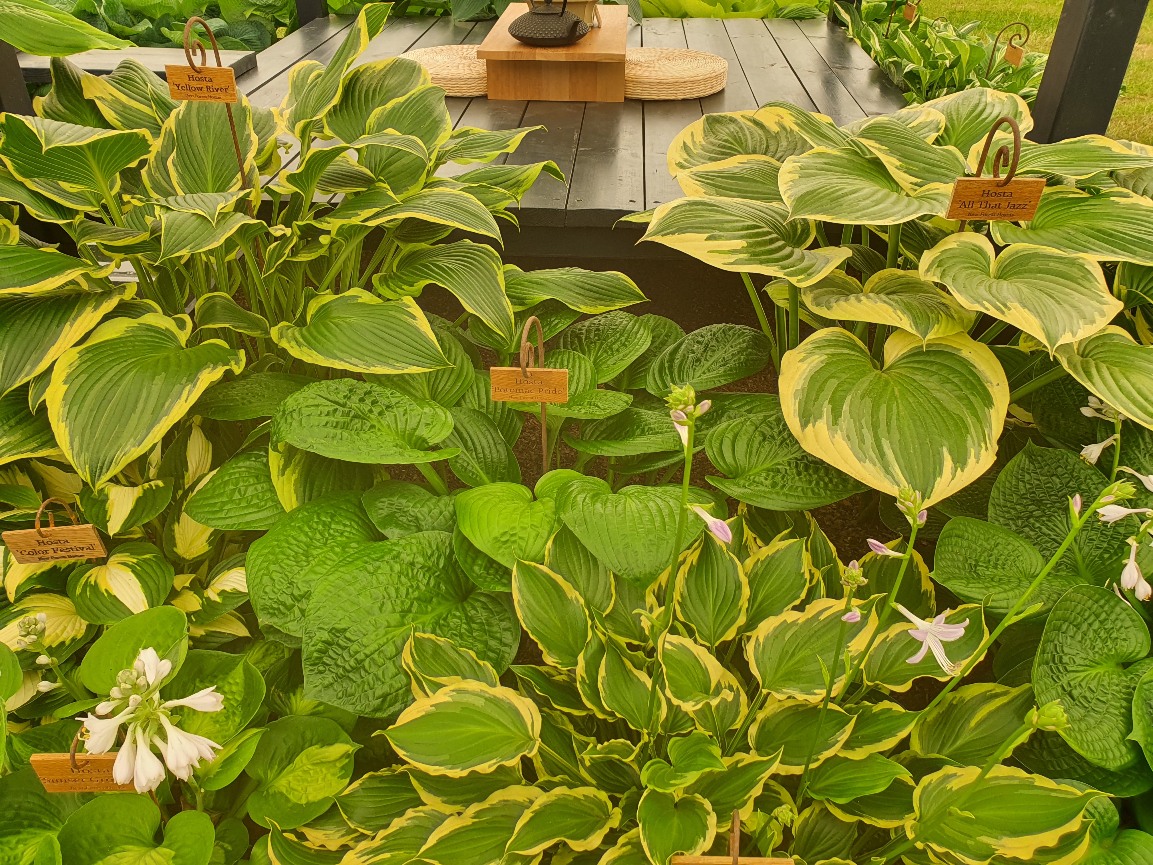 Hosta 'Potomac Pride' - New Forest Hostas & Hemerocallis
