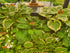 Hosta 'Potomac Pride' - New Forest Hostas & Hemerocallis