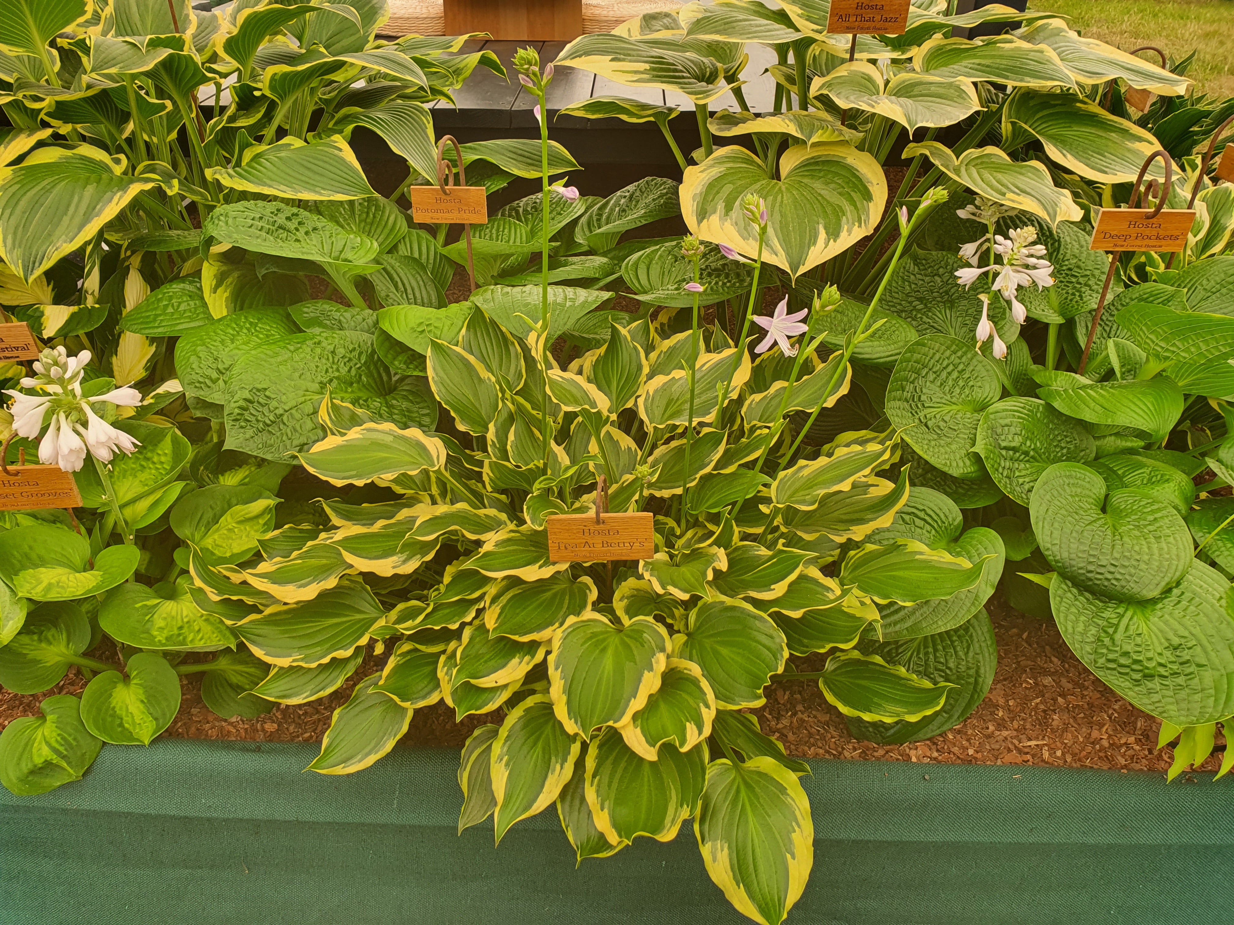 Hosta 'Tea at Betty's' - New Forest Hostas & Hemerocallis