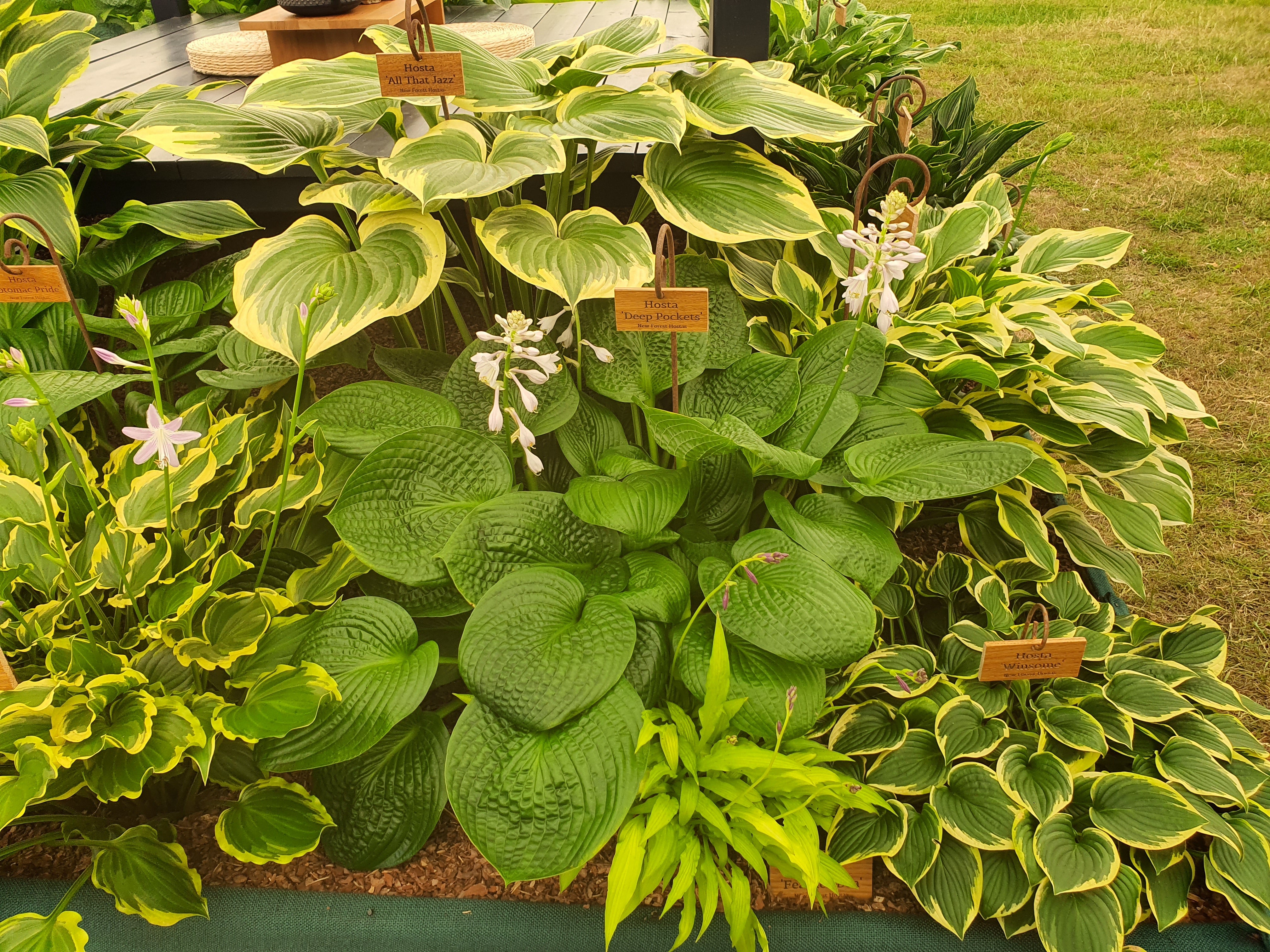 Hosta 'Deep Pockets' - New Forest Hostas & Hemerocallis