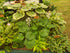 Hosta 'Deep Pockets' - New Forest Hostas & Hemerocallis