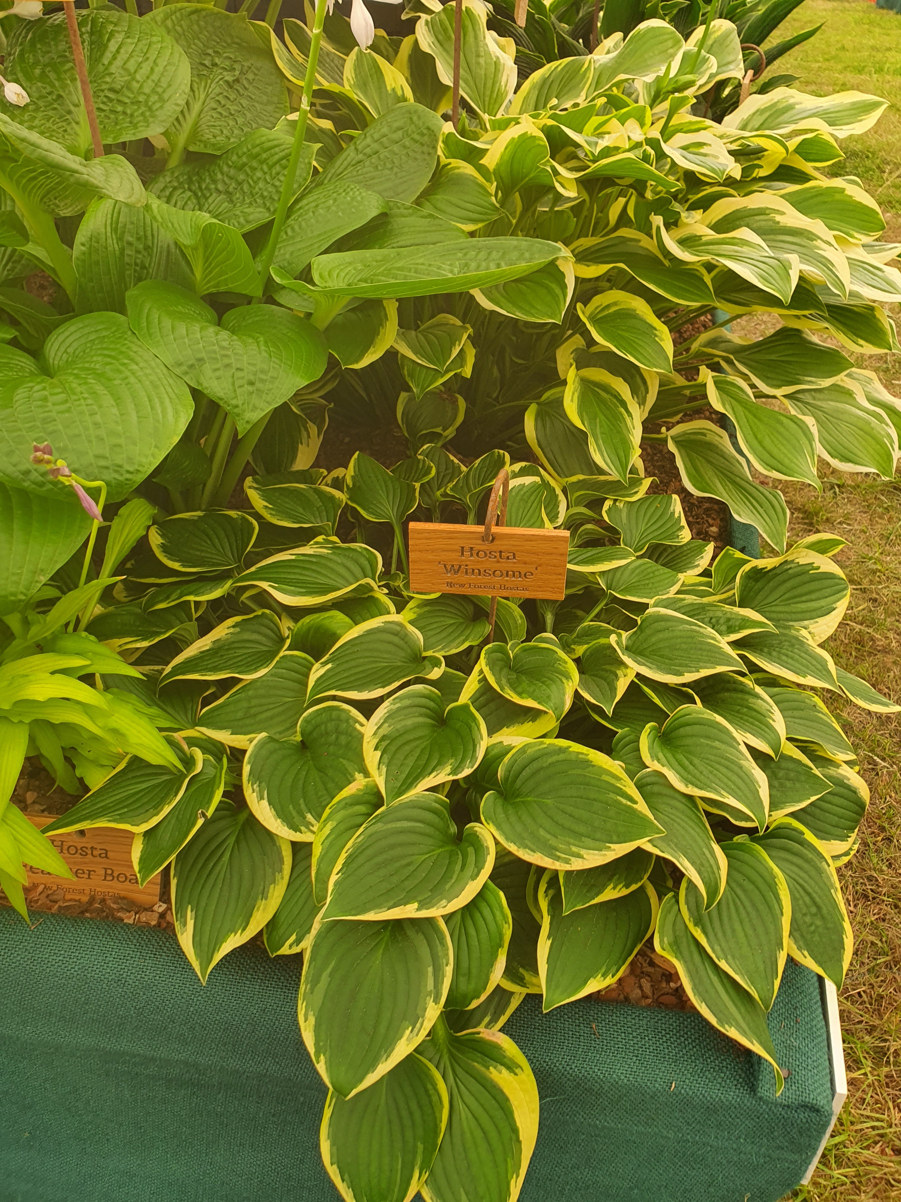 Hosta 'Winsome' - New Forest Hostas & Hemerocallis