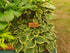 Hosta 'Winsome' - New Forest Hostas & Hemerocallis