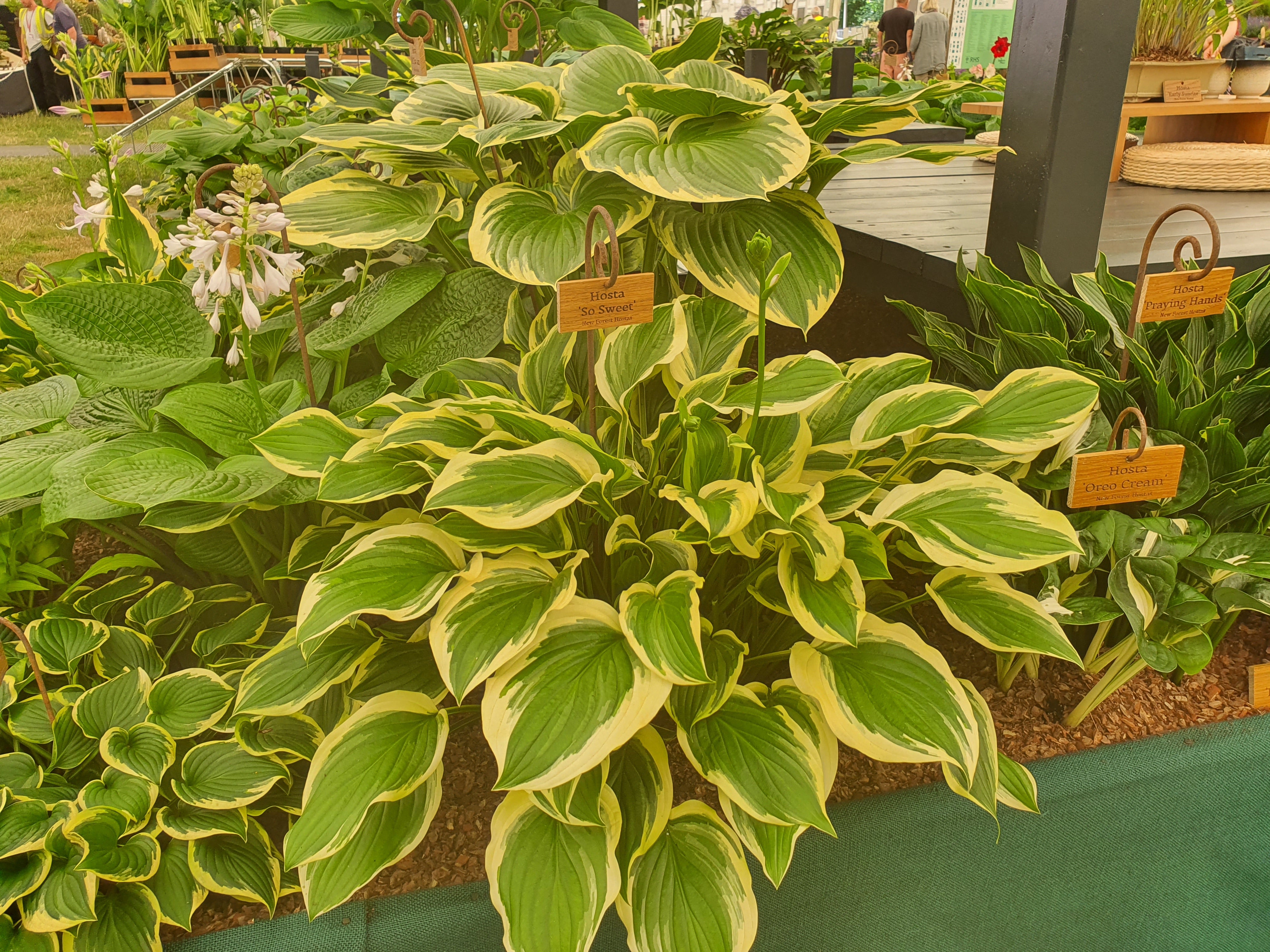 Hosta 'So Sweet' - New Forest Hostas & Hemerocallis