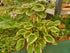 Hosta 'So Sweet' - New Forest Hostas & Hemerocallis