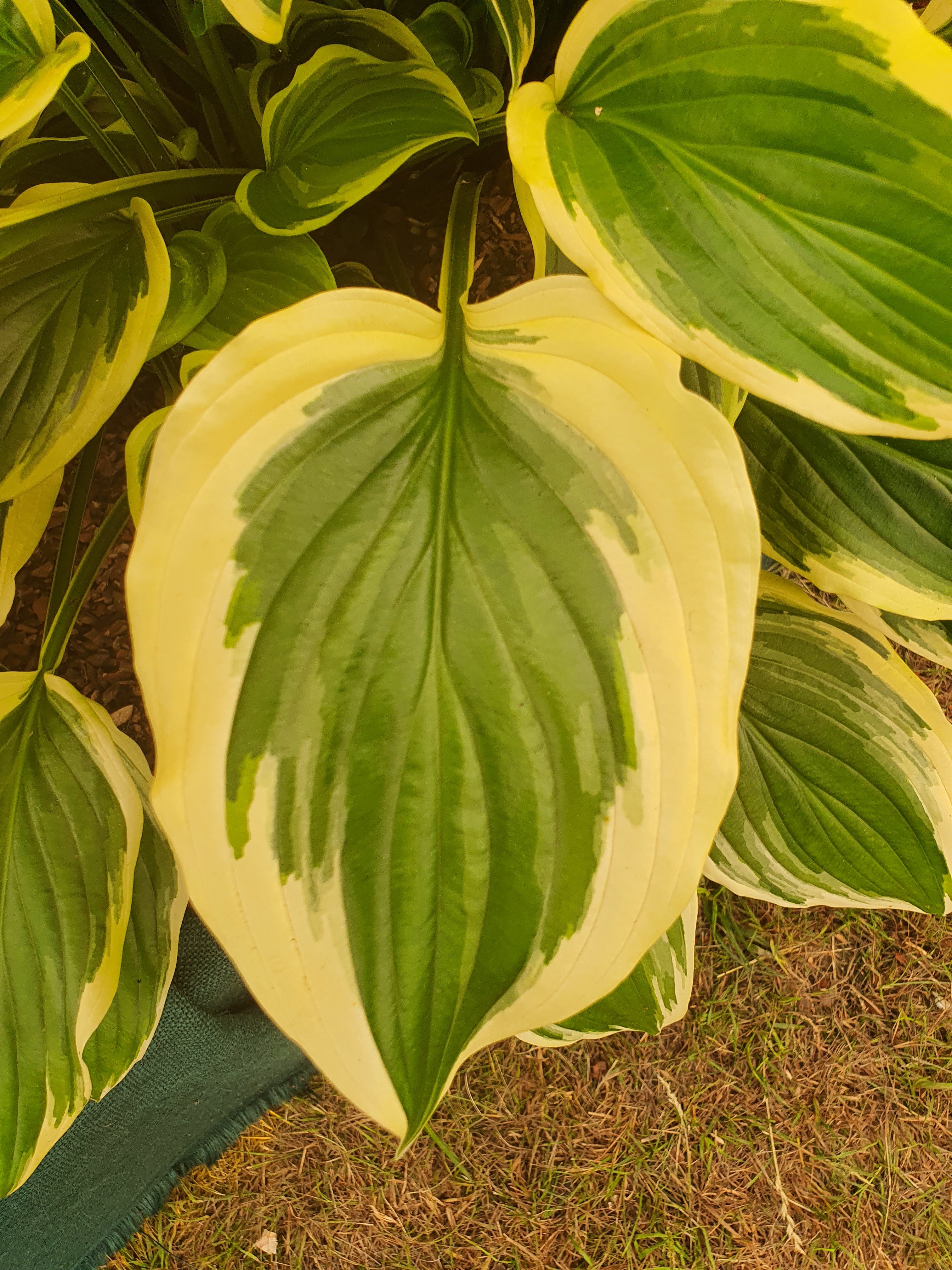 Hosta 'So Sweet' - New Forest Hostas & Hemerocallis