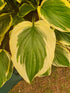 Hosta 'So Sweet' - New Forest Hostas & Hemerocallis