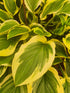 Hosta 'So Sweet' - New Forest Hostas & Hemerocallis