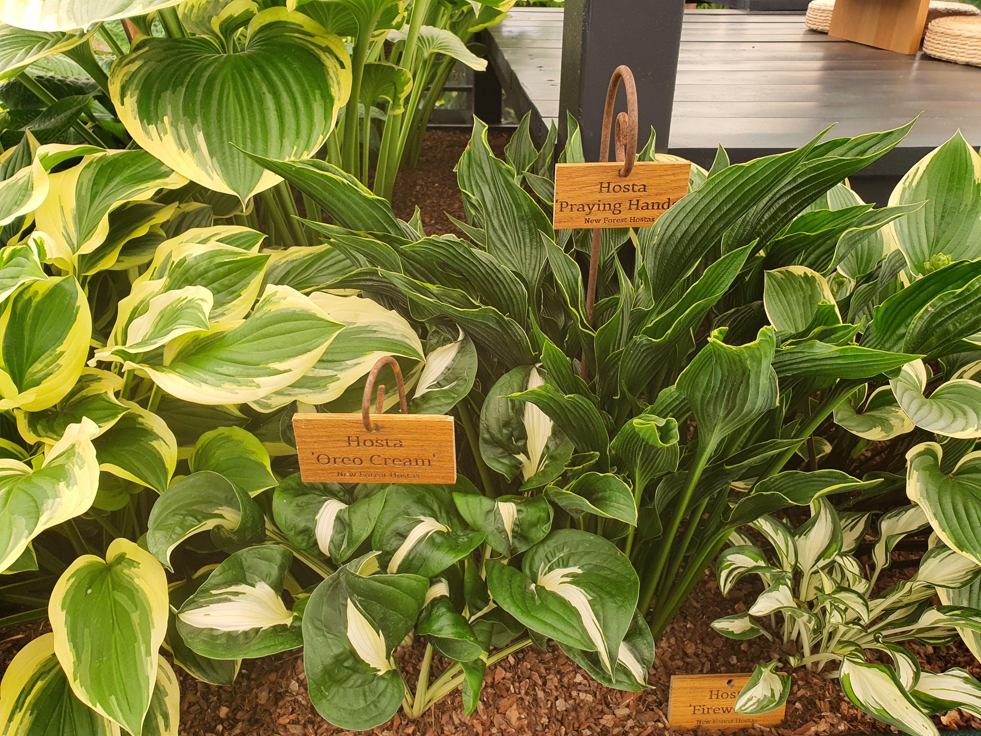 Hosta 'Oreo Cream' - New Forest Hostas & Hemerocallis