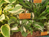 Hosta 'Oreo Cream' - New Forest Hostas & Hemerocallis