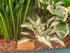 Fireworks - New Forest Hostas & Hemerocallis