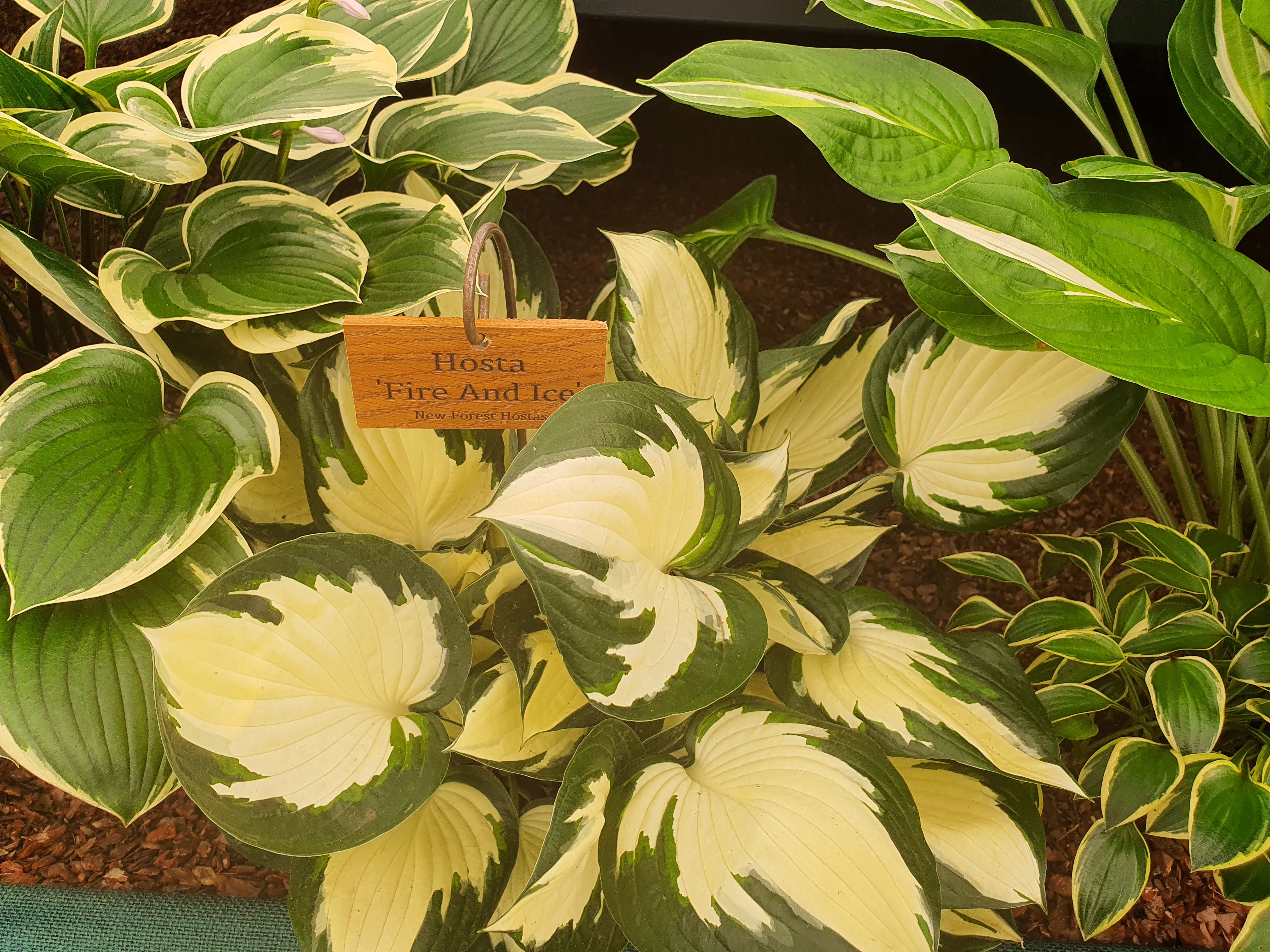 Hosta 'Fire And Ice' - New Forest Hostas & Hemerocallis