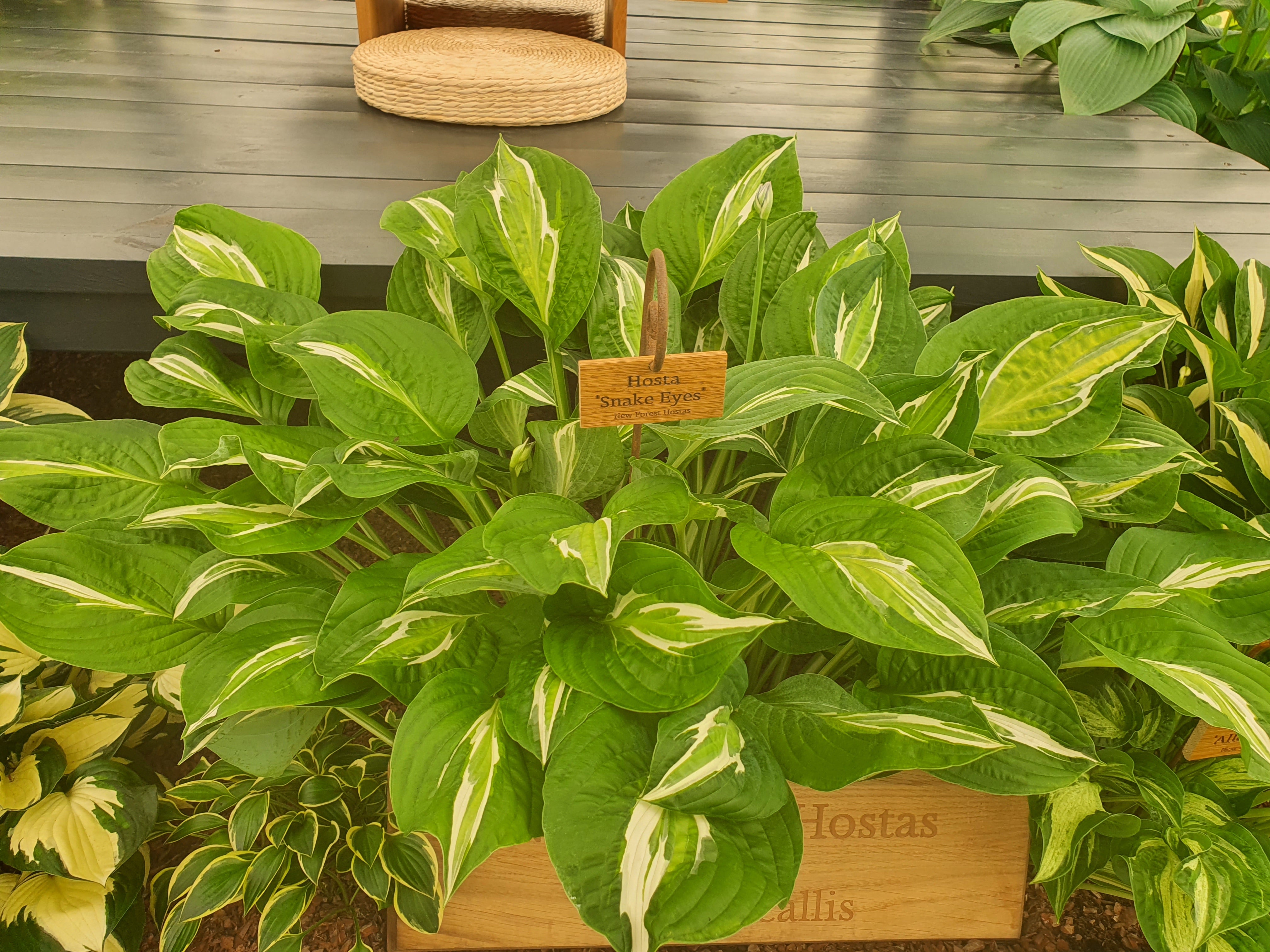 Hosta 'Snake Eyes' - New Forest Hostas & Hemerocallis