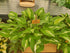 Hosta 'Snake Eyes' - New Forest Hostas & Hemerocallis