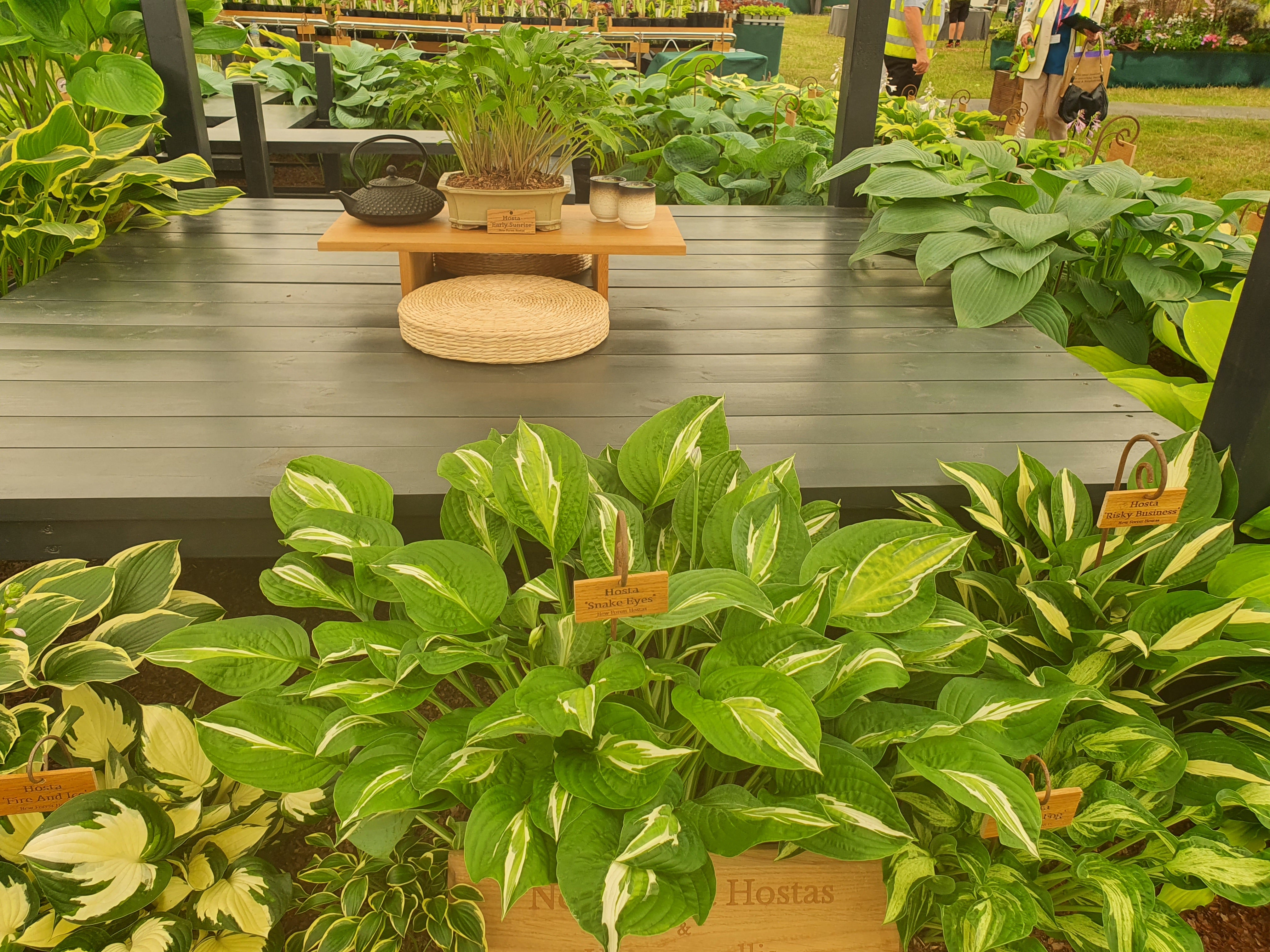 Hosta 'Snake Eyes' - New Forest Hostas & Hemerocallis