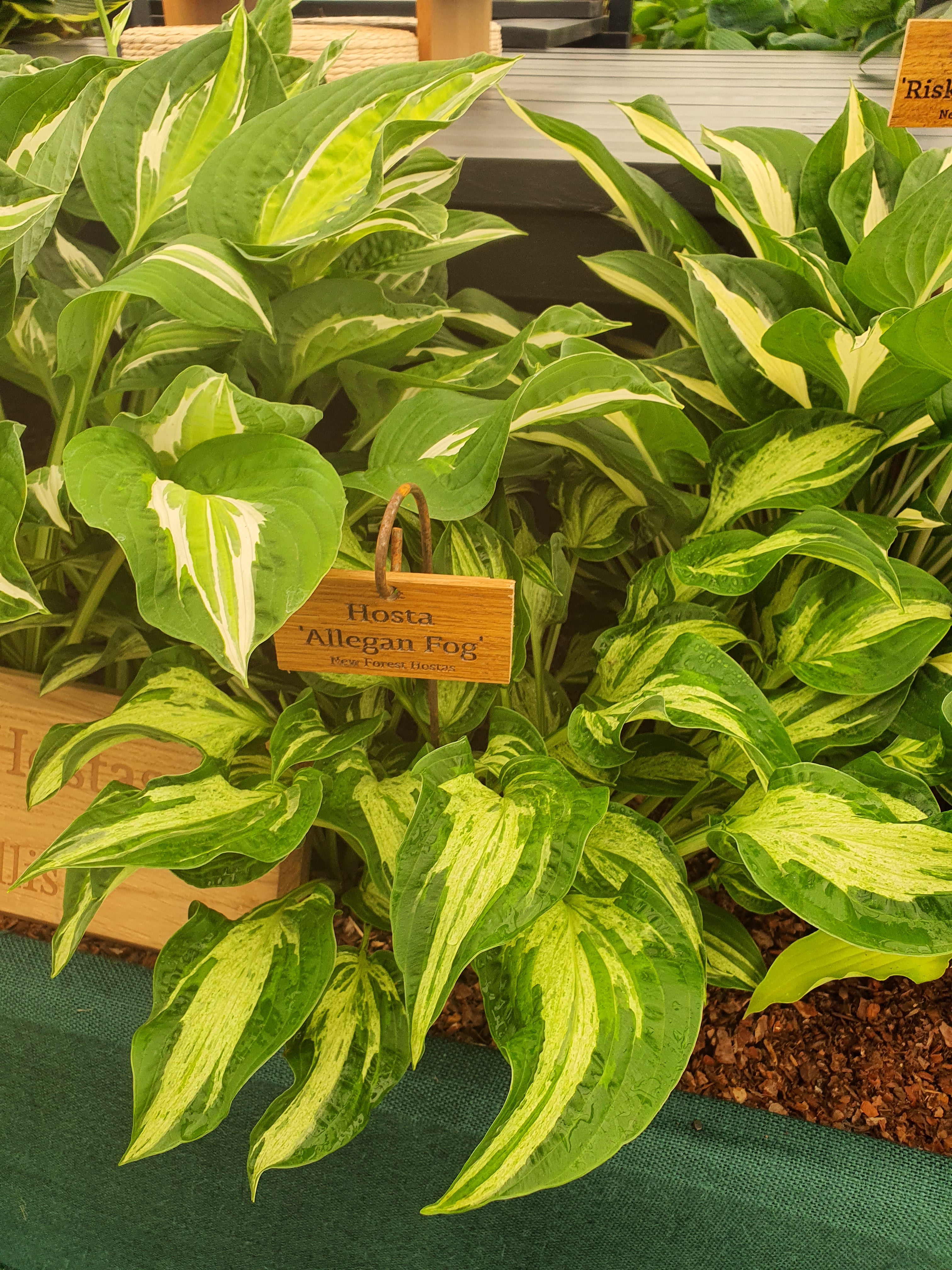 Hosta 'Allegan Fog' - New Forest Hostas & Hemerocallis