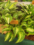 Hosta 'Allegan Fog' - New Forest Hostas & Hemerocallis