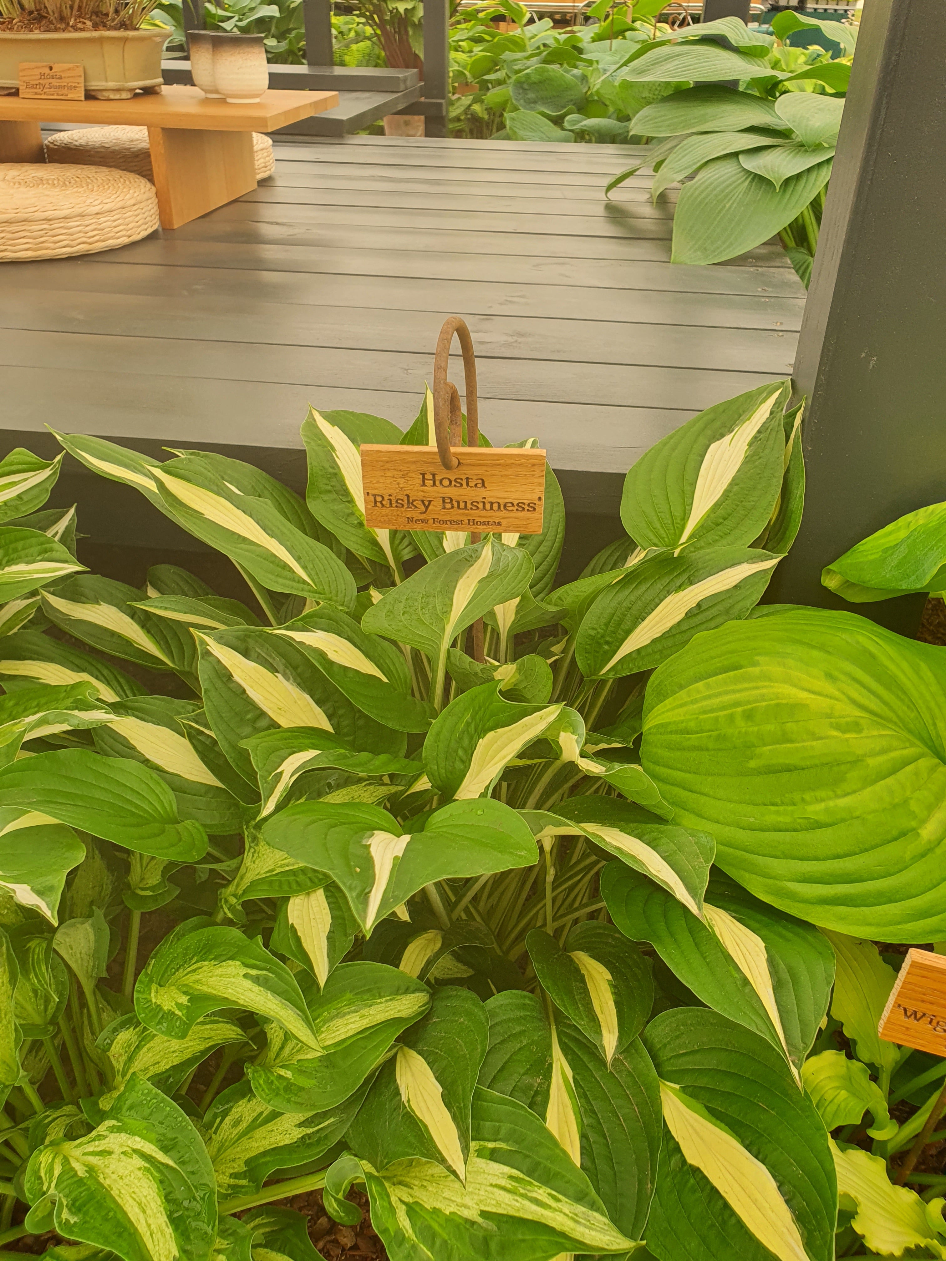 Hosta 'Risky Business' - New Forest Hostas & Hemerocallis