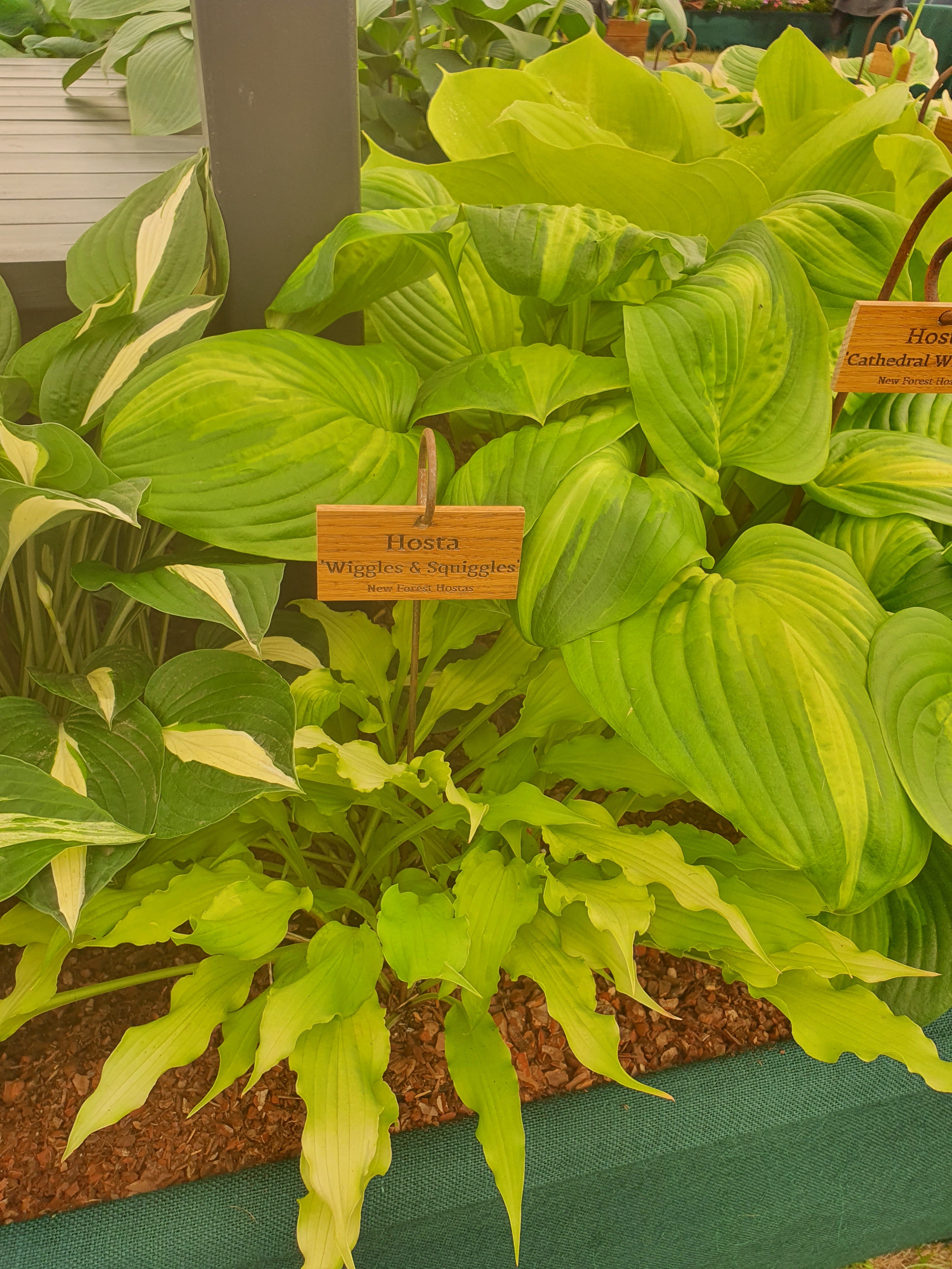 Hosta 'Wiggles and Squiggles' - New Forest Hostas & Hemerocallis