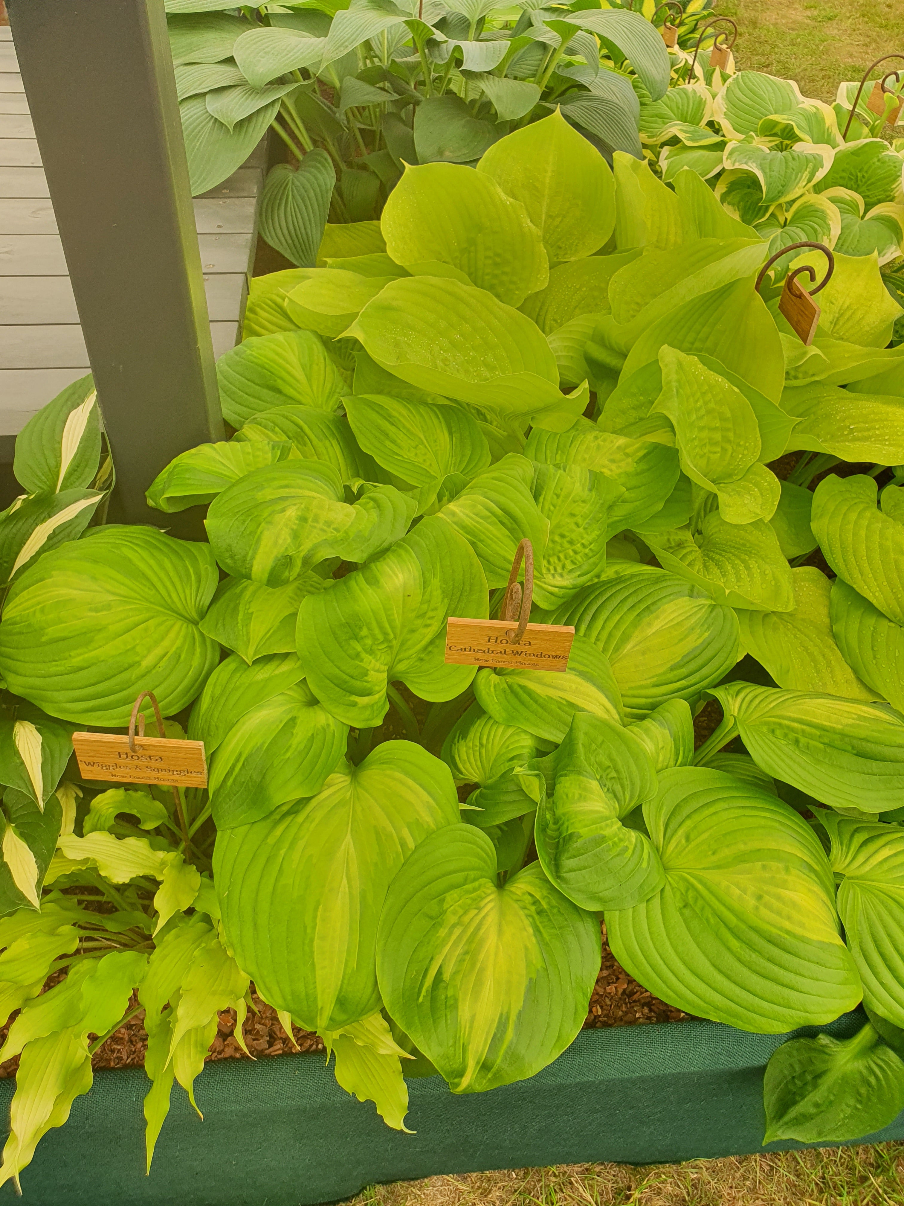 Hosta 'Cathedral Windows' - New Forest Hostas & Hemerocallis