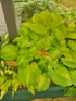Hosta 'Cathedral Windows' - New Forest Hostas & Hemerocallis